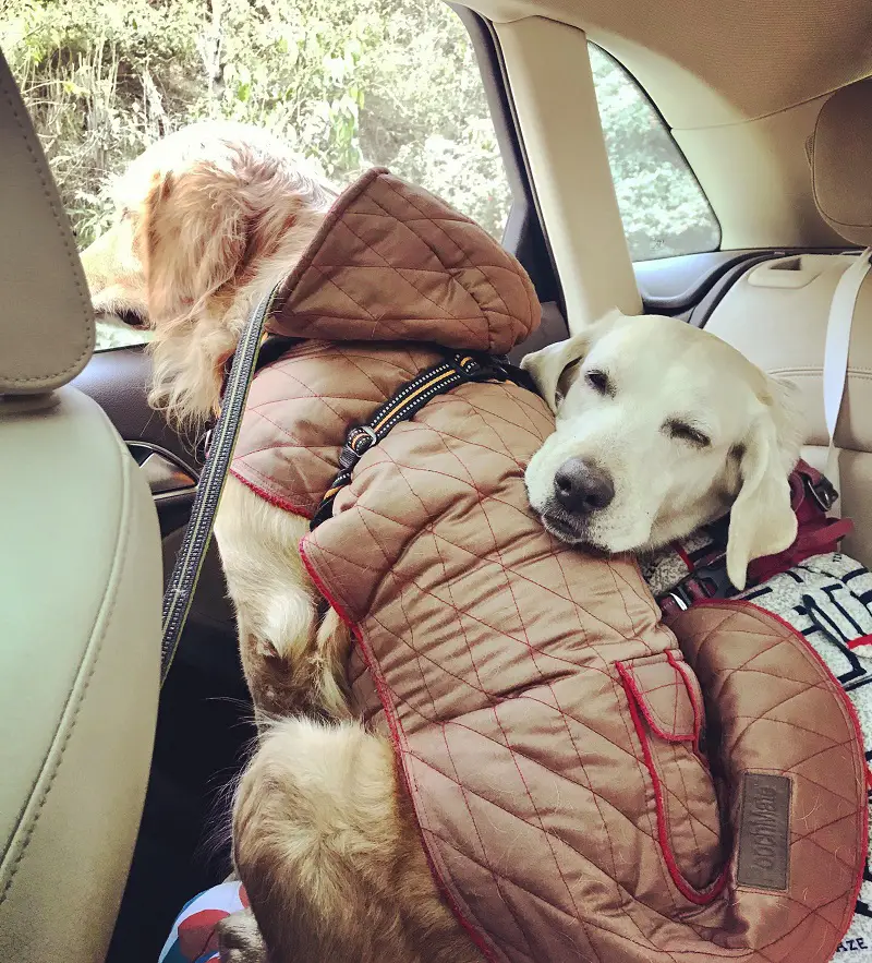 Doggos on a roadtrip