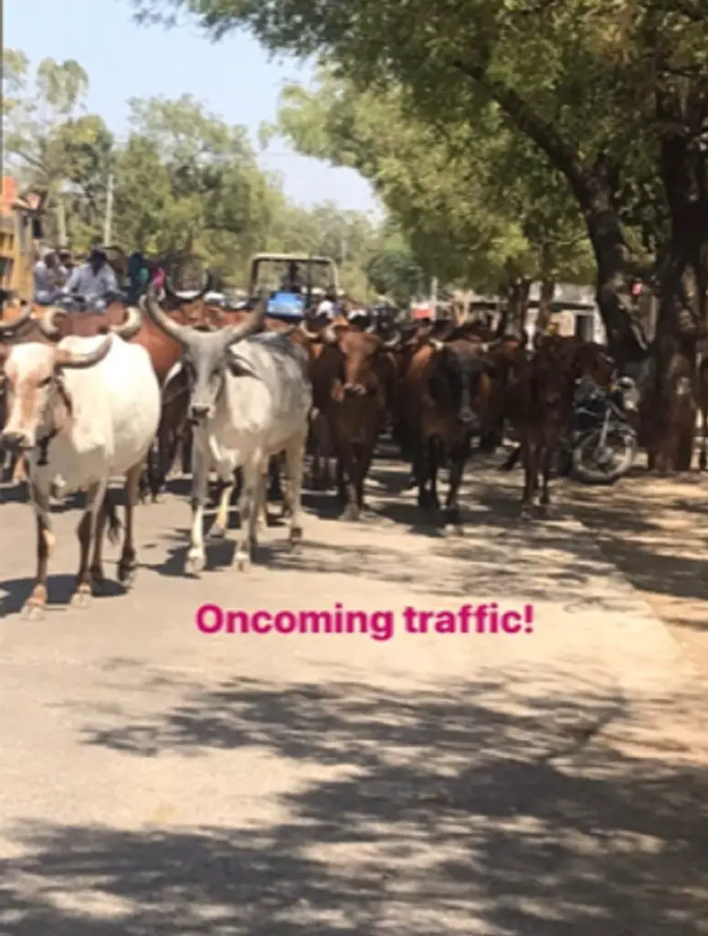 Cows on Indian road