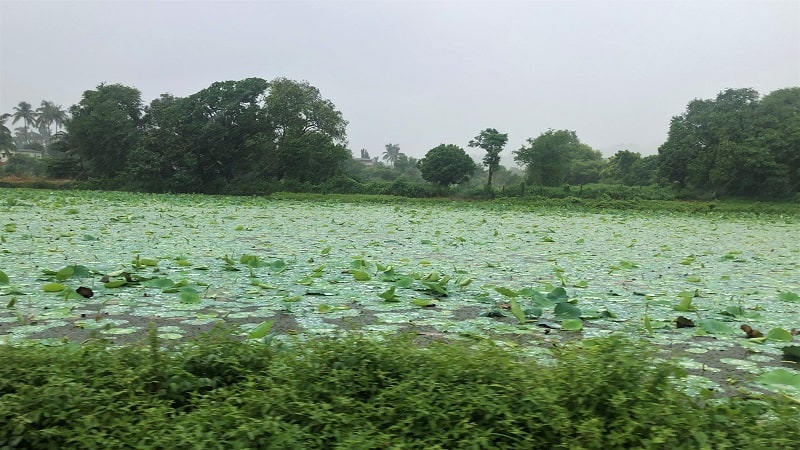 Lotus flowers somewhere along Konkan route