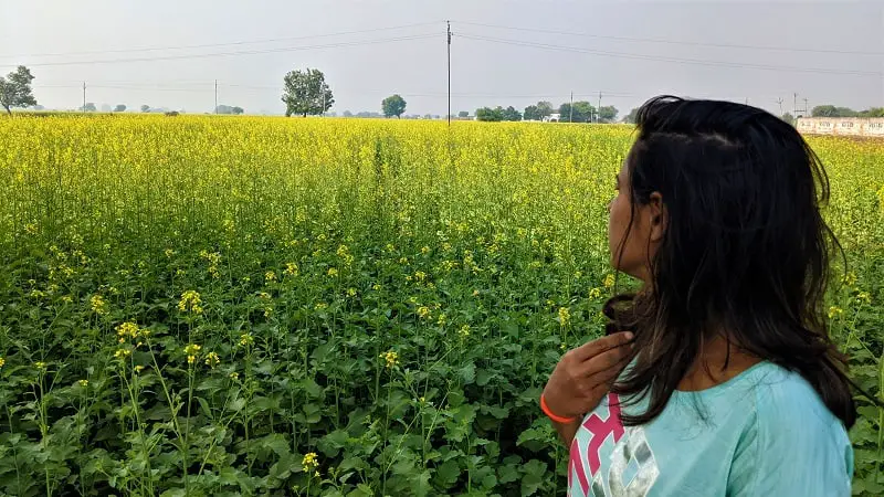 Mustard fields