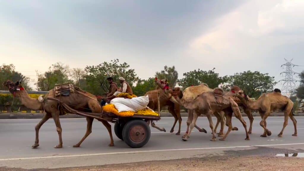 Camels on NH48