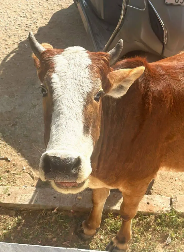 A cow giving us company while we were waiting for our breakfast