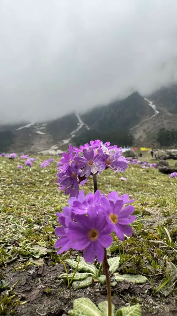 Flowers in Yumthang Valley