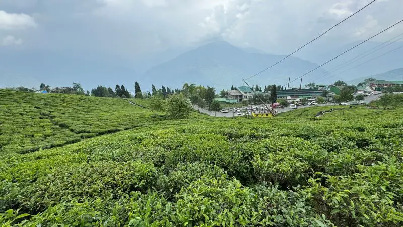 Temi Tea Gardens