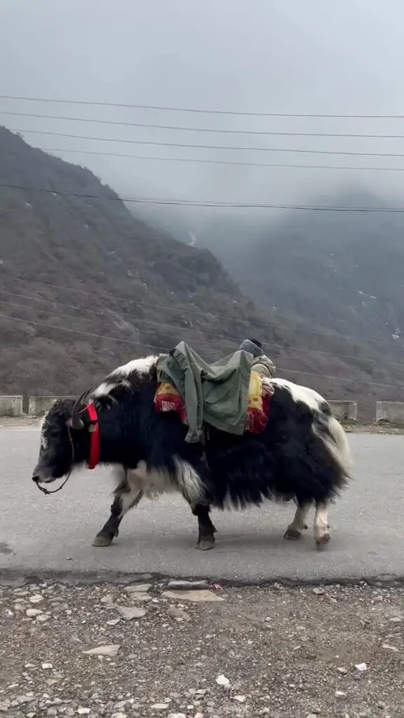 One of the many Yaks on the way for its photoshoot with tourists at Changu lake